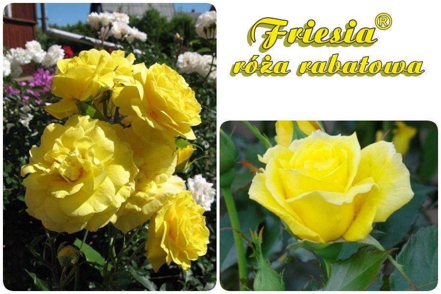 Friesia róża rabatowa 